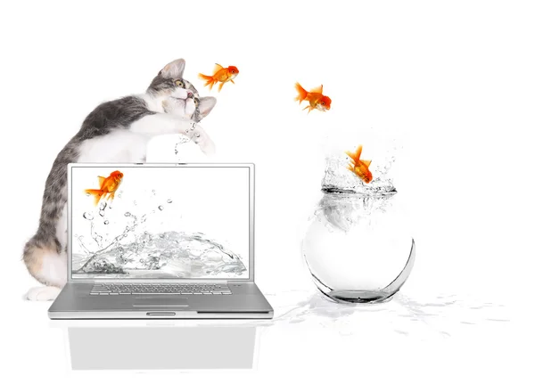 Kitty Pawing at Goldfish Flying Out of W — Stock Photo, Image