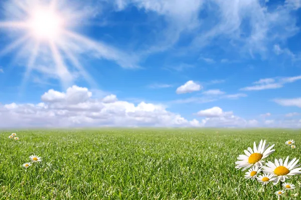 Bright Beautiful Daisy and Grass Field — Stock Photo, Image