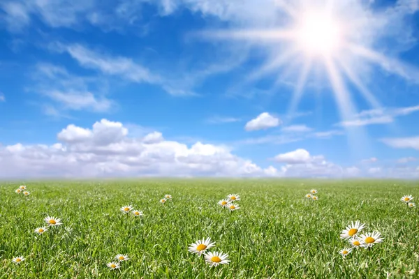 Sereno prado de campo soleado en primavera — Foto de Stock