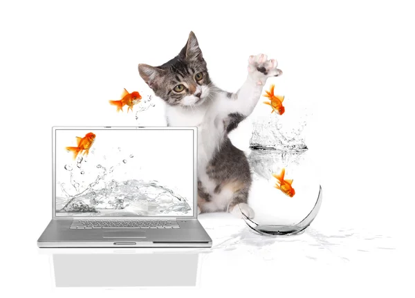 stock image Kitten Pawing at Gold Fish Jumping out o