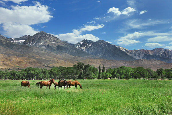 Brown Horses Grazing in the Mountain Mea