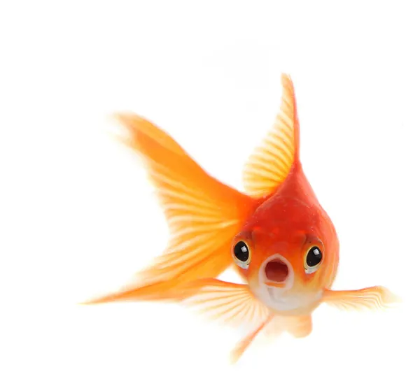 Schockierter Goldfisch isoliert auf weißem Rücken — Stockfoto