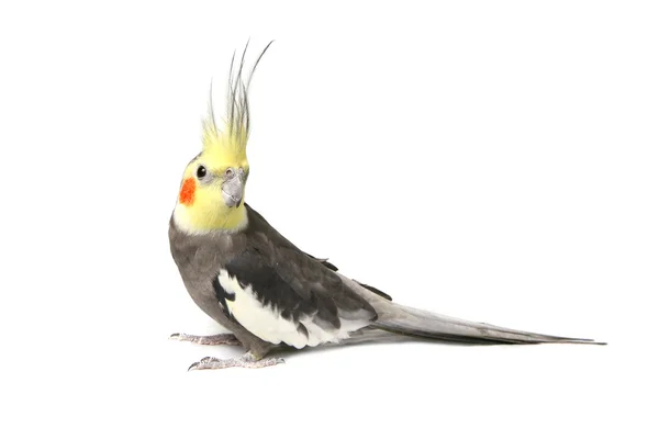 Cockatiel curioso cinza bonito — Fotografia de Stock