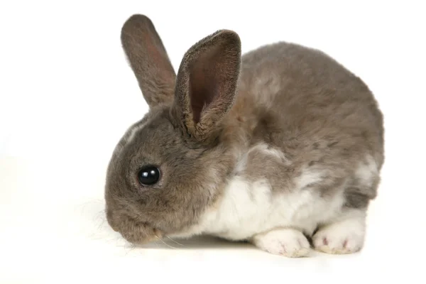 Niedliches graues Haustier Kaninchen — Stockfoto