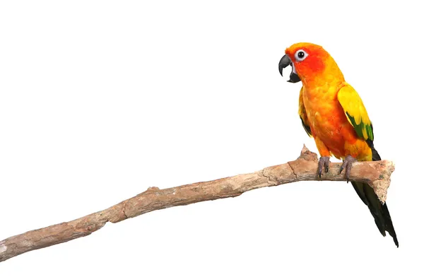 Sun Conure Papagaio gritando em um ramo — Fotografia de Stock