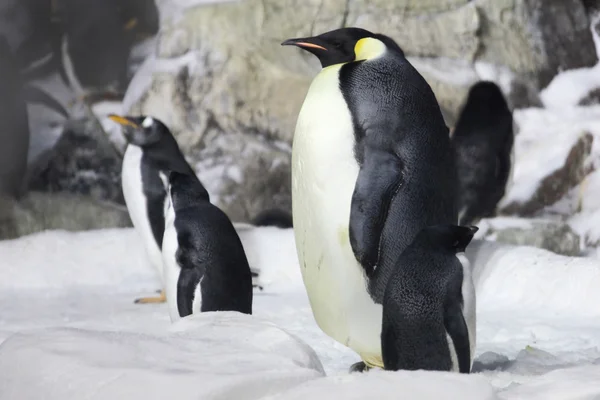 Imperatore pinguino guardando su — Foto Stock