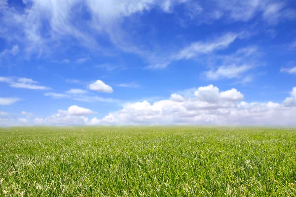 Campo bonito de grama verde e azul — Fotografia de Stock