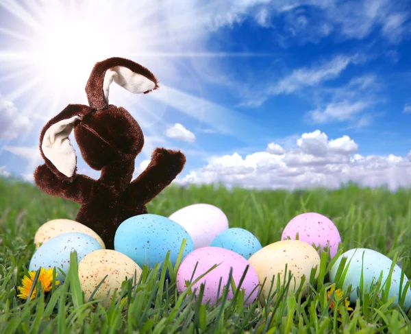 在复活节 co 与草丛中的小兔子 — 图库照片