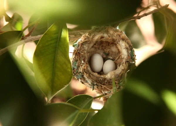 2 Ovos de beija-flor em um ninho — Fotografia de Stock