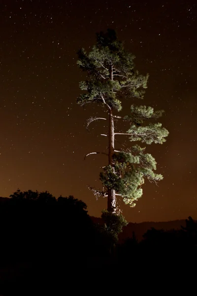 Lightpainted träd i skogen på natten — Stockfoto
