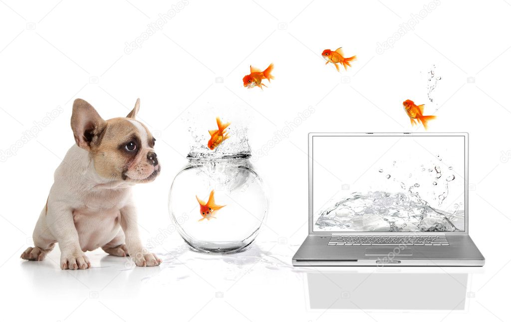 Cute Puppy Watching Goldfish Escaping th