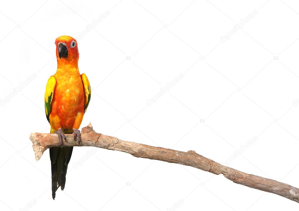 Sun Conure Parrot on a Branch With Copy