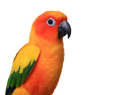 Bright Sun Conure Parrot on White clipart