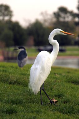 Snowy Egret Bird Outdoors clipart