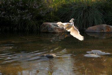 Snowy balıkçıl sudan dışarı uçan