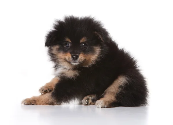 Tan and Black Pomeranian Puppy Looking a — Stock Photo, Image