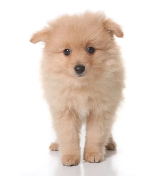 Dulce Tan colorat Pomeranian Puppy pe Wh — Fotografie, imagine de stoc