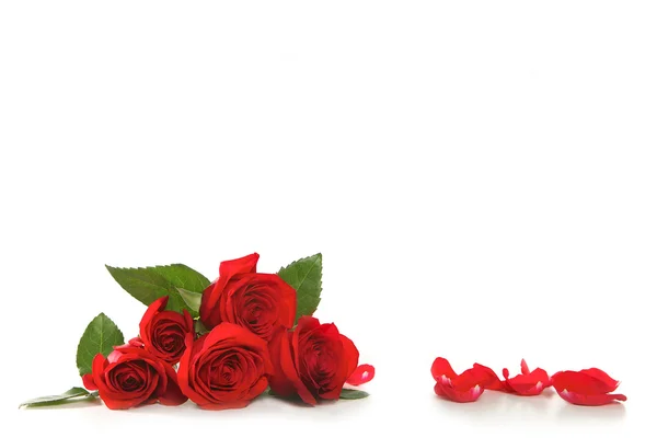 Τριαντάφυλλα σε λευκό με ροδοπέταλα — Φωτογραφία Αρχείου