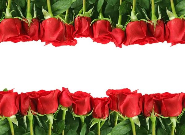 Rijen van rode rozen op wit — Stockfoto