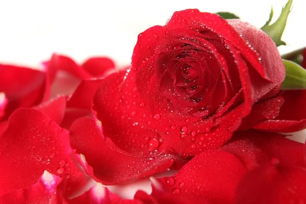 Rosa roja acostada entre pétalos con rocío Dro — Foto de Stock