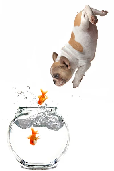 Puppy Following Jumping Goldfish Into a — Stock Photo, Image
