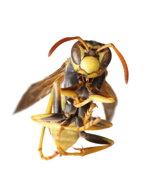Exreme 关闭大黄蜂在白色的 — 图库照片