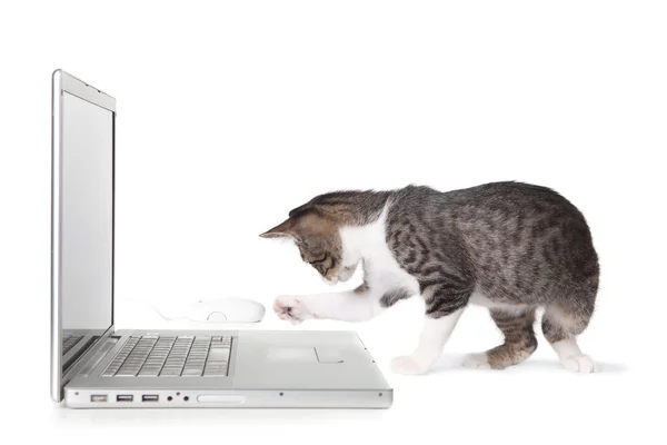 Śliczny kociak przy użyciu komputera przenośnego — Zdjęcie stockowe