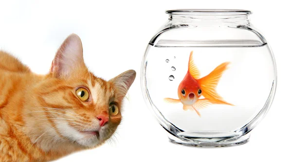 Миткаль кошка, наблюдая Золотая Рыба — стоковое фото