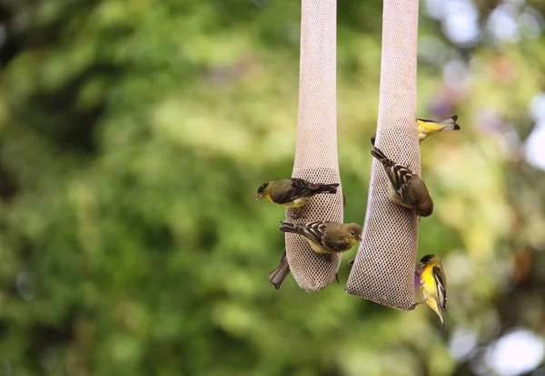 Yellow Finches Eating Outdoors From a Ha — Stock Photo, Image