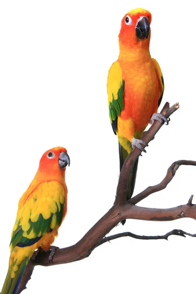 2 солнечных попугая на естественной ветви — стоковое фото