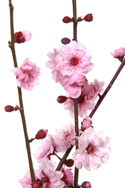 Fantastisk bild av körsbär blommar — Stockfoto