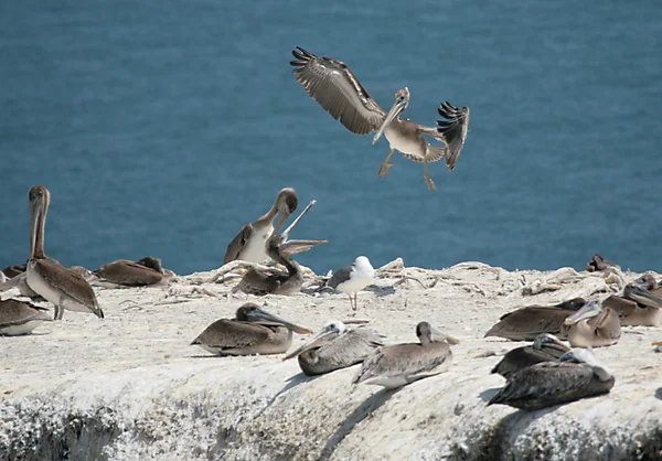 Pelicanos selvagens em um penhasco comunicando — Fotografia de Stock