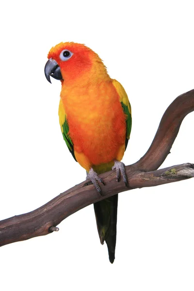 Niedliche Sonne conure Papagei sitzt auf einem Holz — Stockfoto