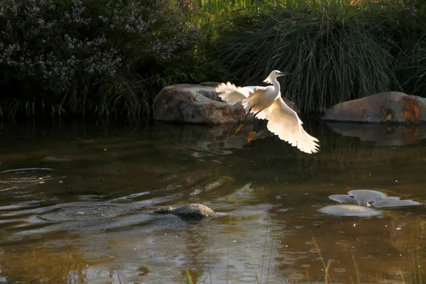 Snowy egret vliegen uit water — Stockfoto