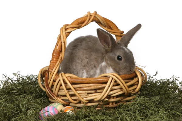 Lindo conejo gris en una cesta de mimbre — Foto de Stock