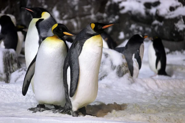 Kejsarpingviner umgås tillsammans — Stockfoto