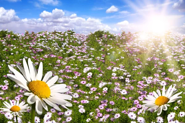 Fröhliches Feld bunter Gänseblümchen mit Büstenhalter — Stockfoto
