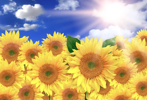 Zářivě žluté slunečnice na krásné — Stock fotografie