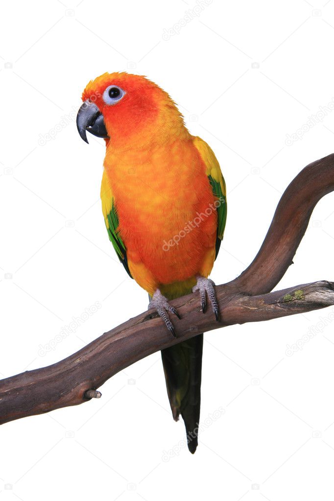 Cute Sun Conure Parrot Sitting on a Wood
