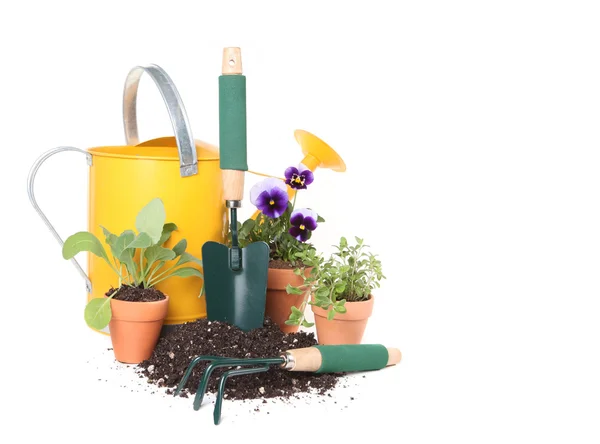 Plantera nya blommor och örter i ga — Stockfoto