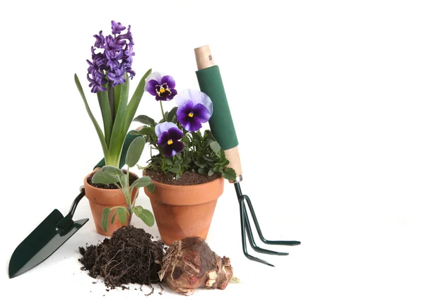 Trädgården leveranser av penséer, hyacint, sa — Stockfoto