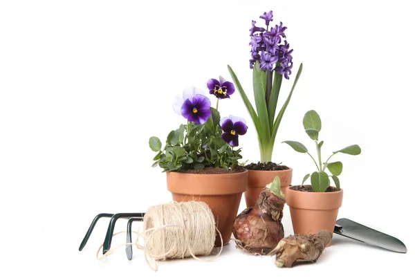 Пансионы и гиацинты с садовыми инструментами — стоковое фото