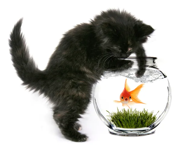 Scared Goldfish That Will Soon Be Eaten — Stock Photo, Image