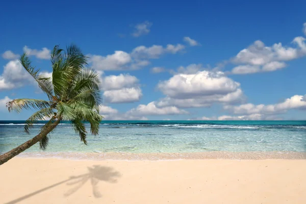 Paradise beach med ingen runt — Stockfoto
