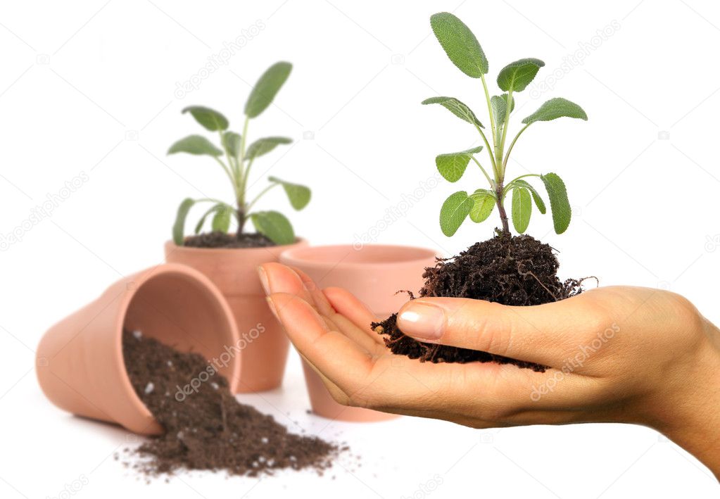 Womans Hand Holding New Springtime Seedl