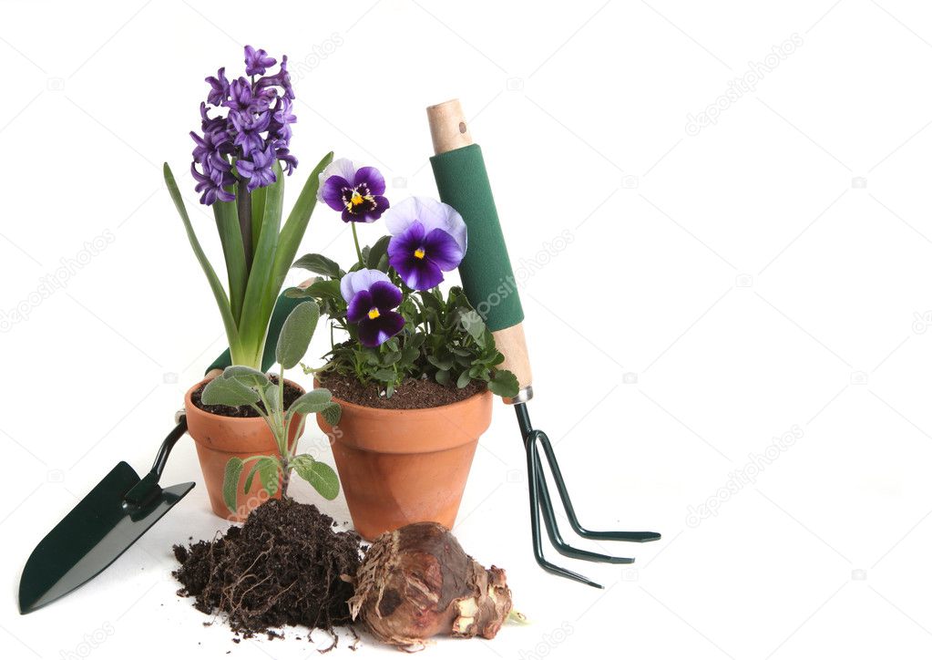 Garden Supplies of Pansies, Hyacinth, Sa