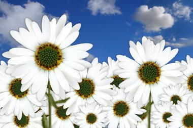 Bright Pretty Daisies Outdoors in a Fiel clipart