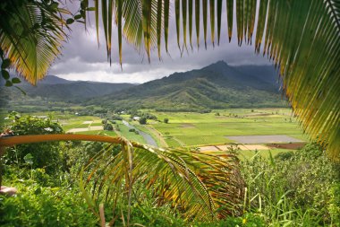 Kauai Taro alanları