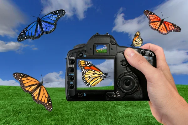 Photographer Shooting Butterflies in the — Stock Photo, Image