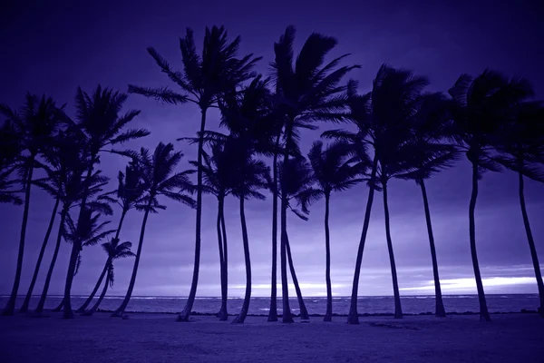 Paarse silhouet van hoge palmbomen — Stockfoto
